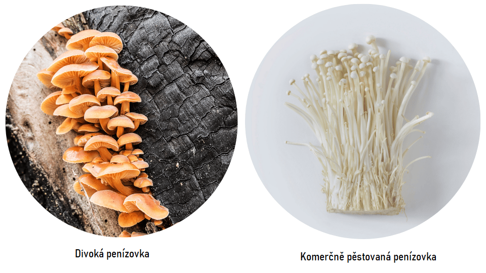 Rozdiel medzi divokou peniazovkou a pestovanou v zajatí.