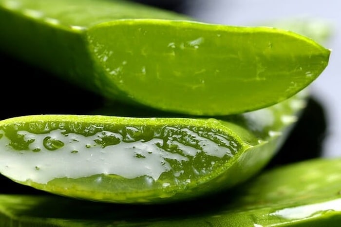 Rez listom aloe vera.