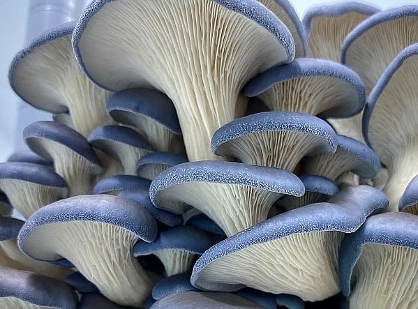 Pleurotus columbinus - modrá hliva