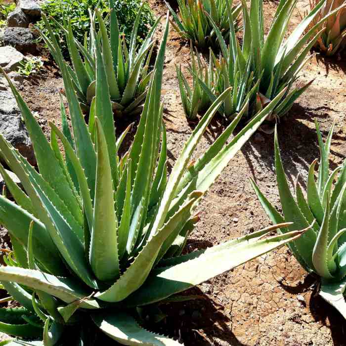 Rastlina aloe vera.