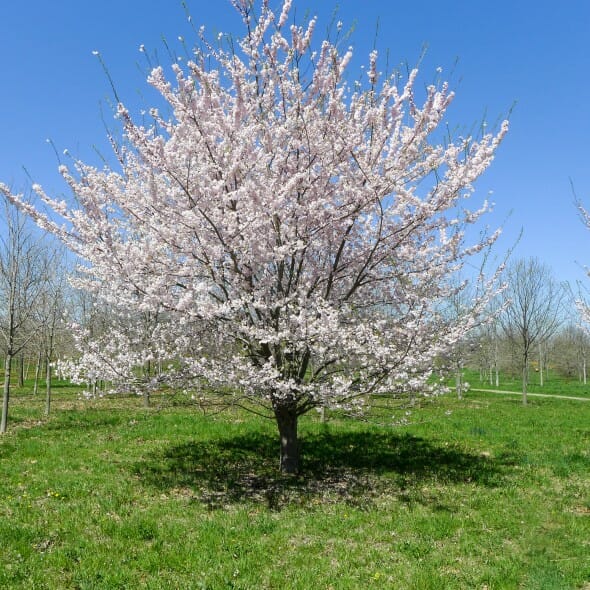 Strom Yoshino čerešne v krajine